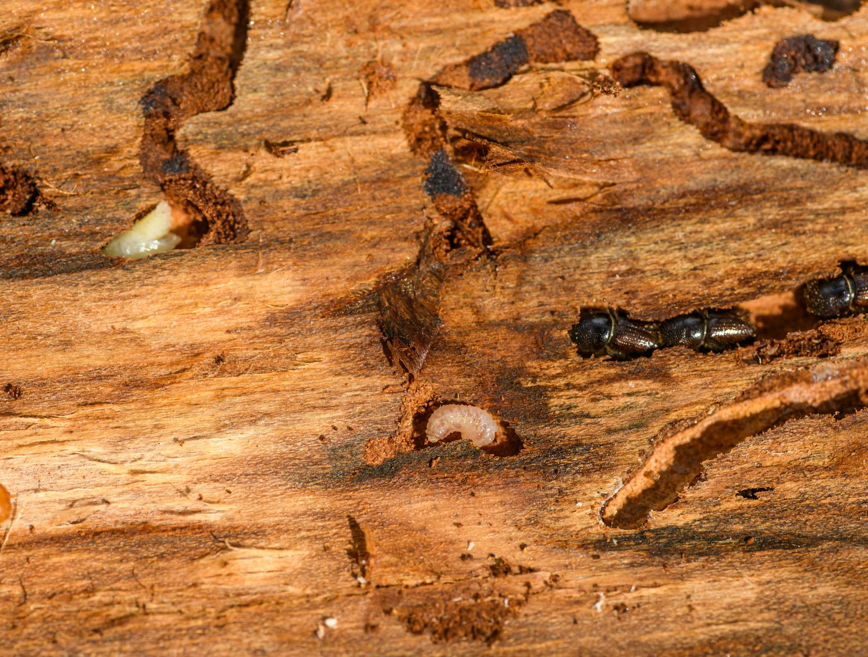 Termite Damage